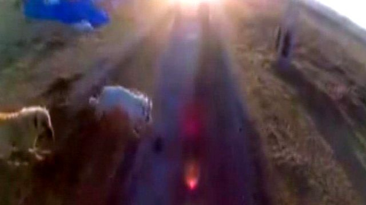 Saldırgan Köpekler Motosikletçiyi Böyle Düşürdü