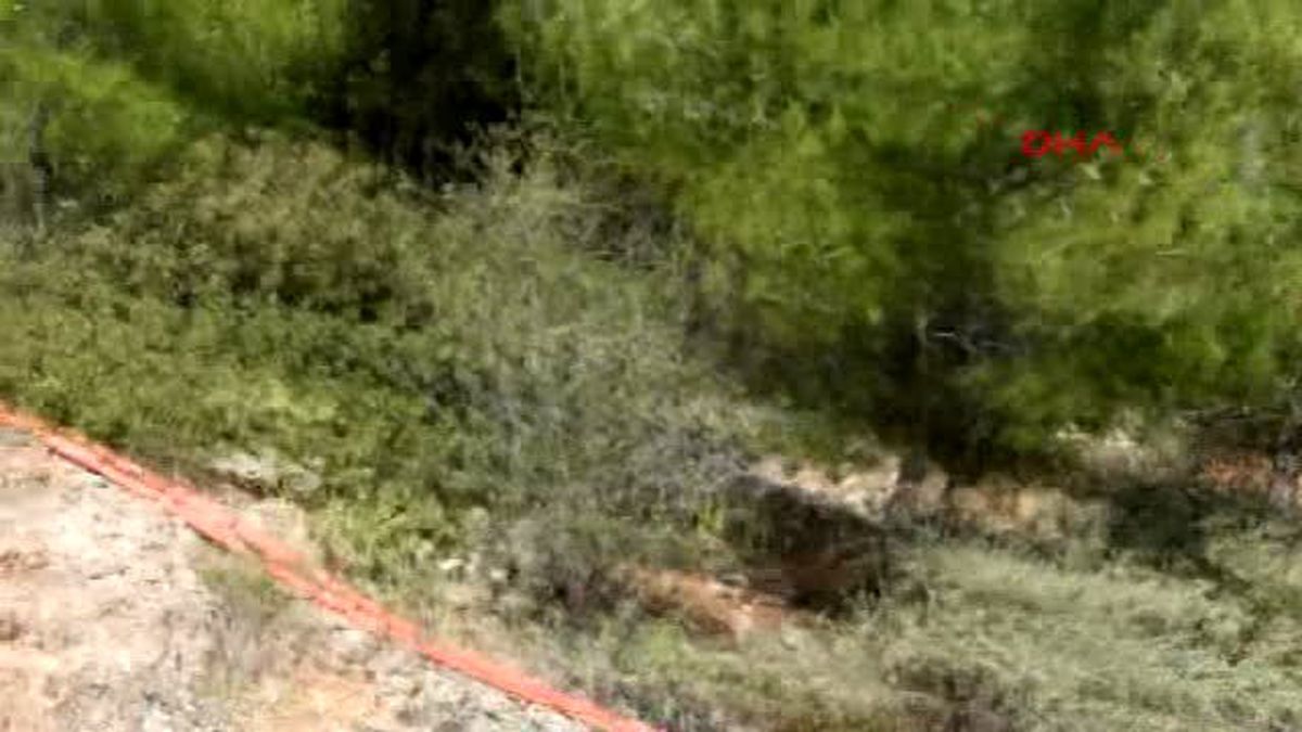 Bodrum\'da Makilik Alanda Çıkan Yangın Ormana Sıçradı