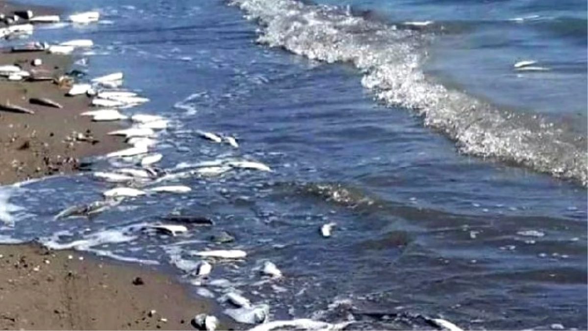 Mersin\'de Sahile Ölü Balıklar Vurdu