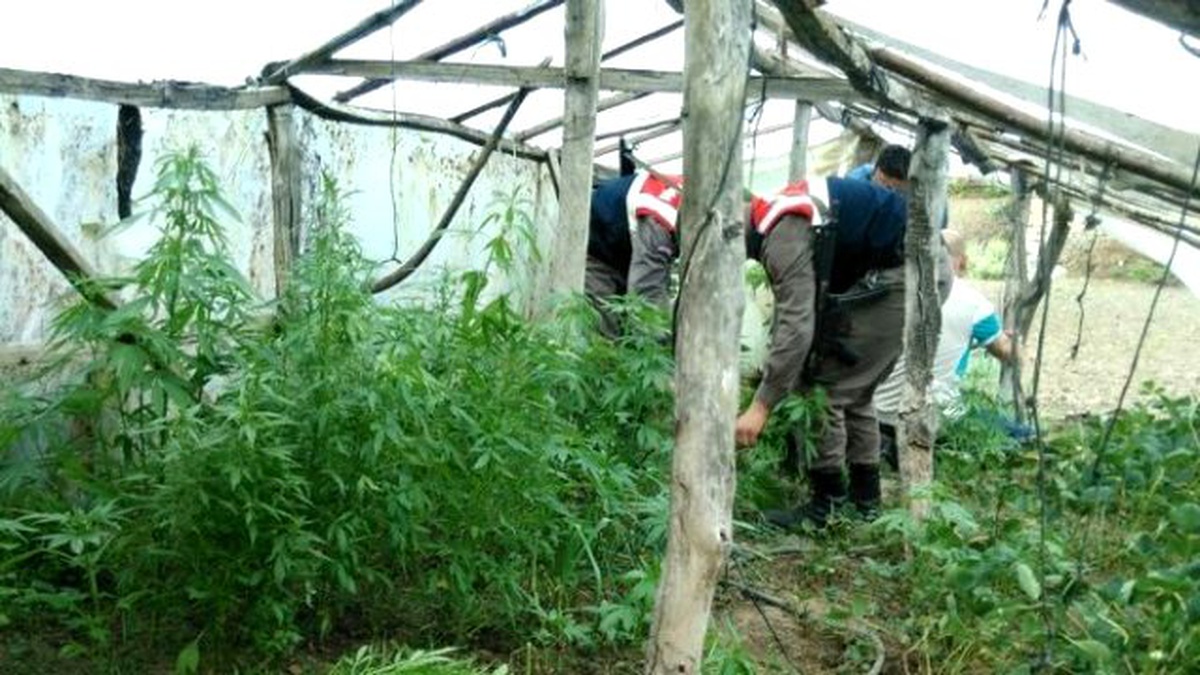 Narkotik Köpeği \'Dalga\' Sezonun İlk Uyuşturucusunu Buldu
