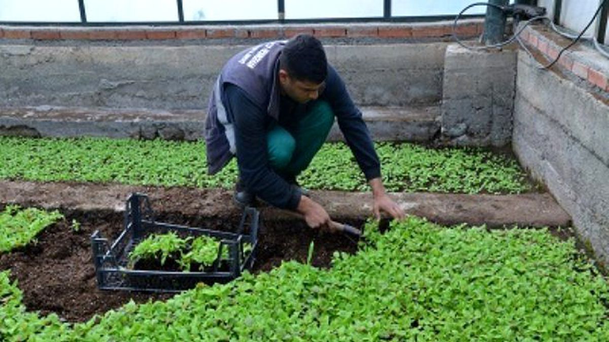 Diyarbakır\'a 175 Bin Çiçek Dikilecek