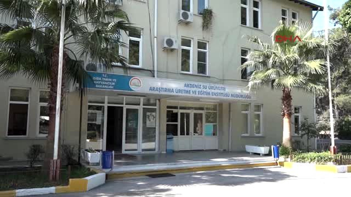 Antalya-5 Milyon Yavru Sazan Türkiye Sularına Bırakılacak