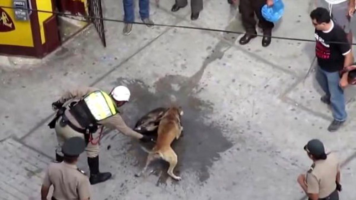 Brezilya'da Sokak Ortasında Pitbull Dehşeti