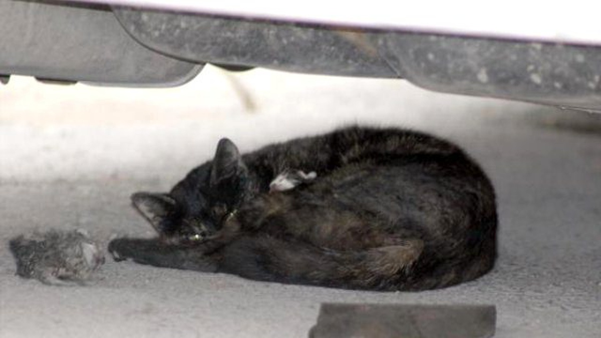 Otomobil Altındaki Kedi ile 3 Yavrusunu Kurtarma Operasyonu