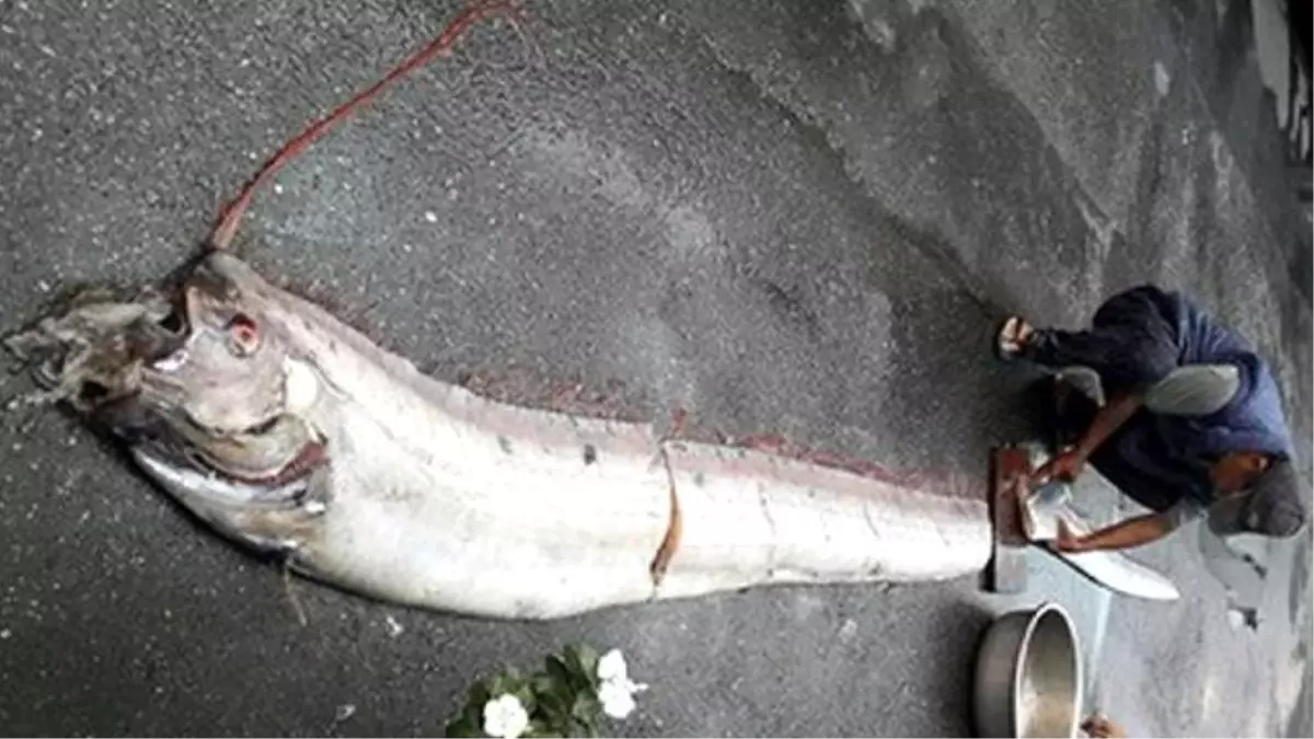 Tayvanlı Balıkçının Ağına Devasa Balık Takıldı