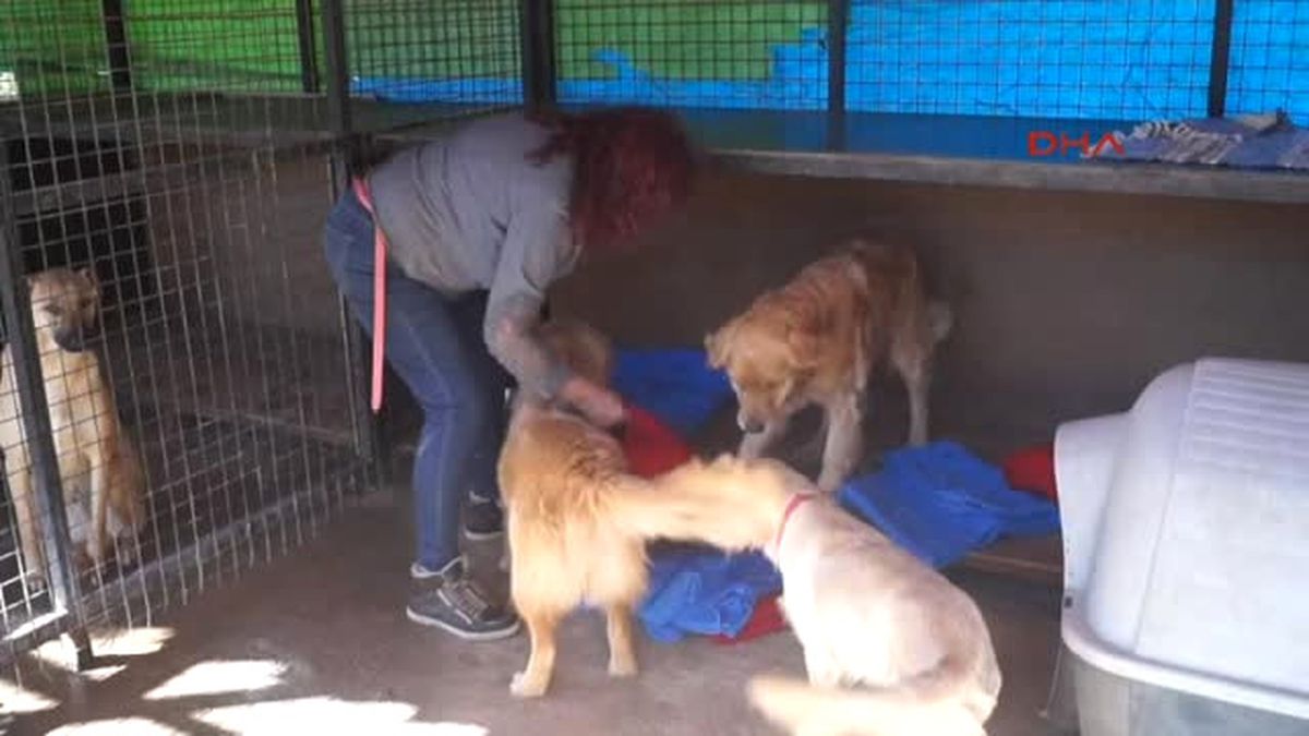 Marmaris Sezon Öncesi Hayvanseverlerden Uyarı: Bakamayacağınız Köpek Almayın