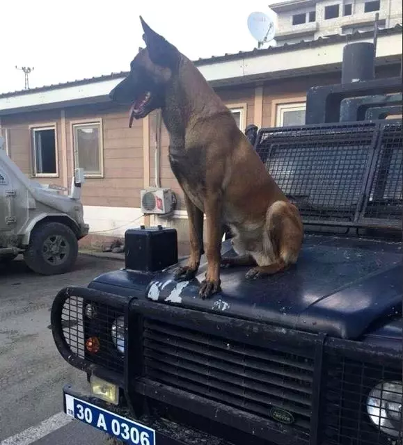 PÖH Köpeği Barut, PKK’lılar Tarafından Öldürüldü Son Dakika