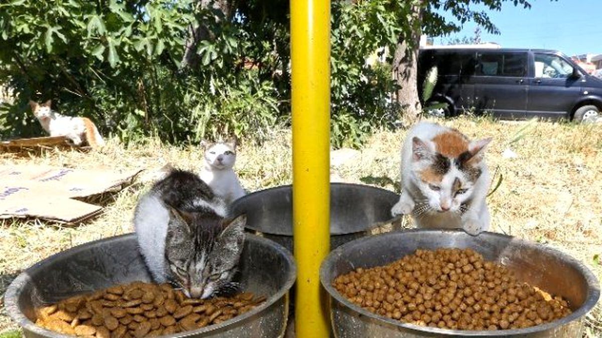 Buca\'da Sokak Hayvanları İçin Yoğun Mesai