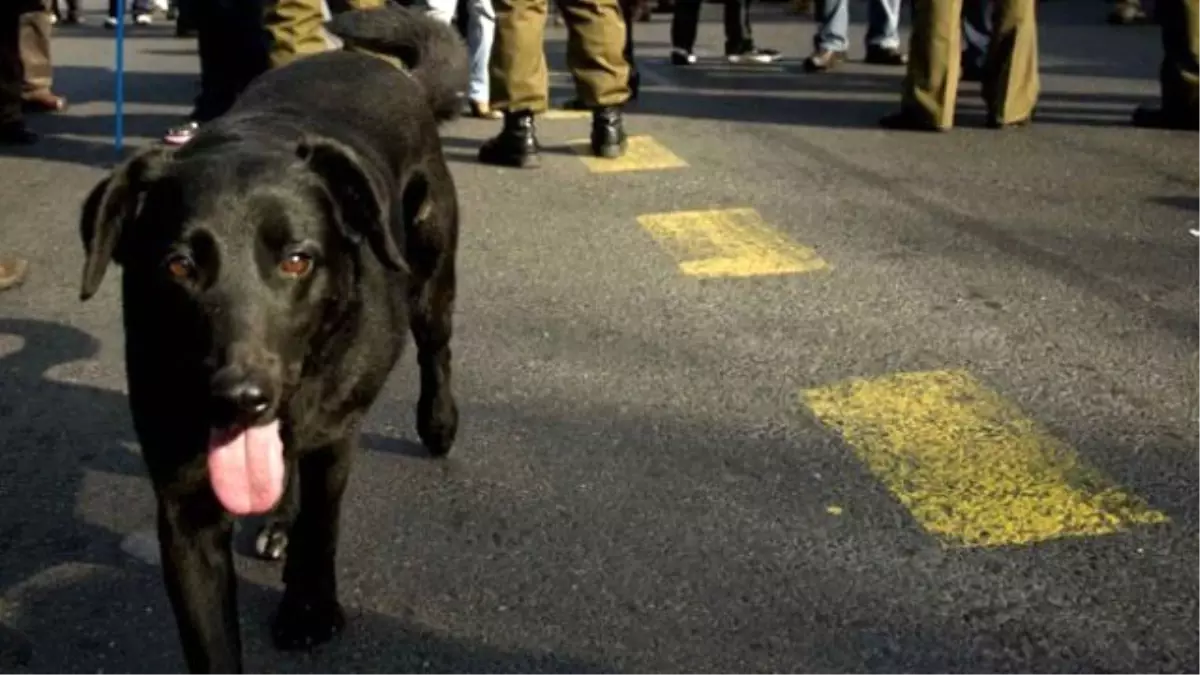 Fransa\'da Köpekler Fişlenecek!