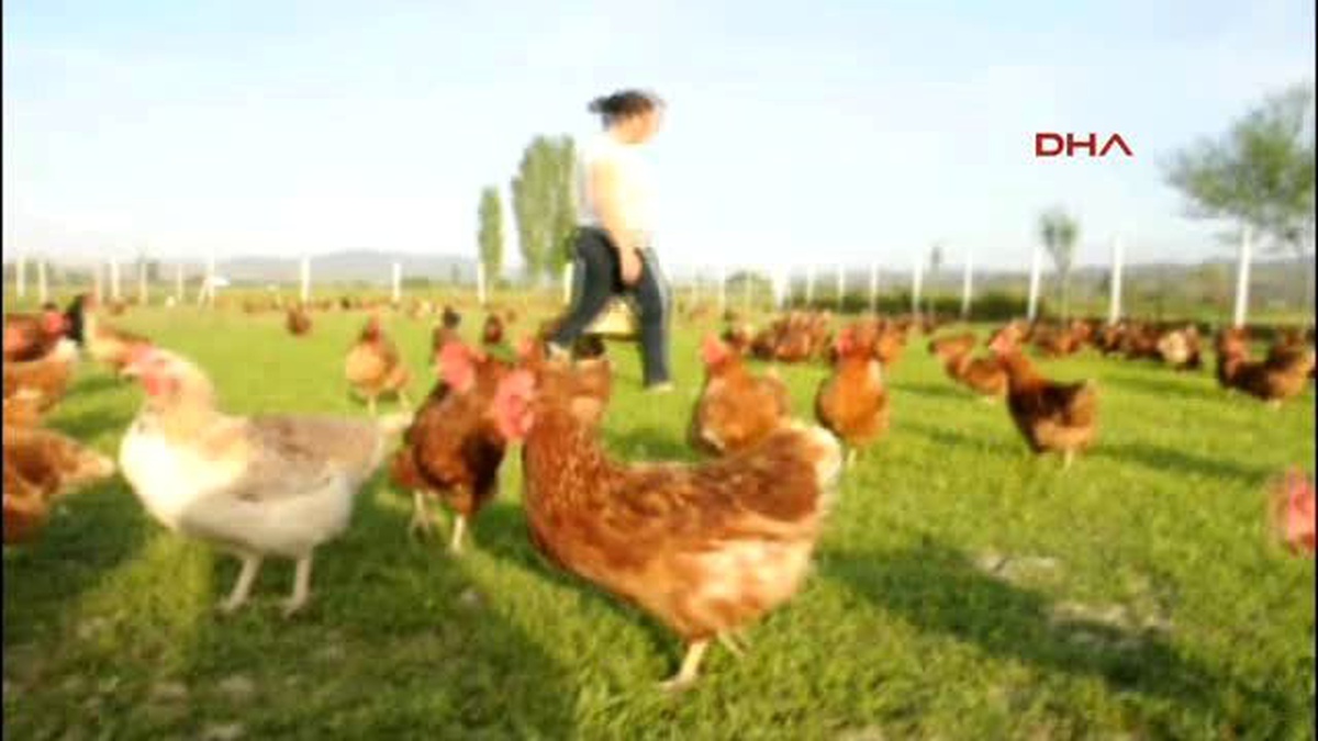 İki Kardeş 3 Tavukla Girdiği İşte Markalaştı