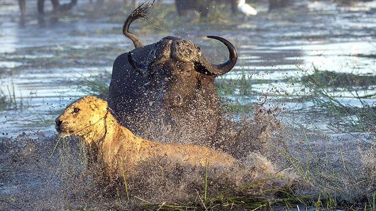 Anne Bufalo, Yavrusu İçin Aslanlarla Mücadele Etti