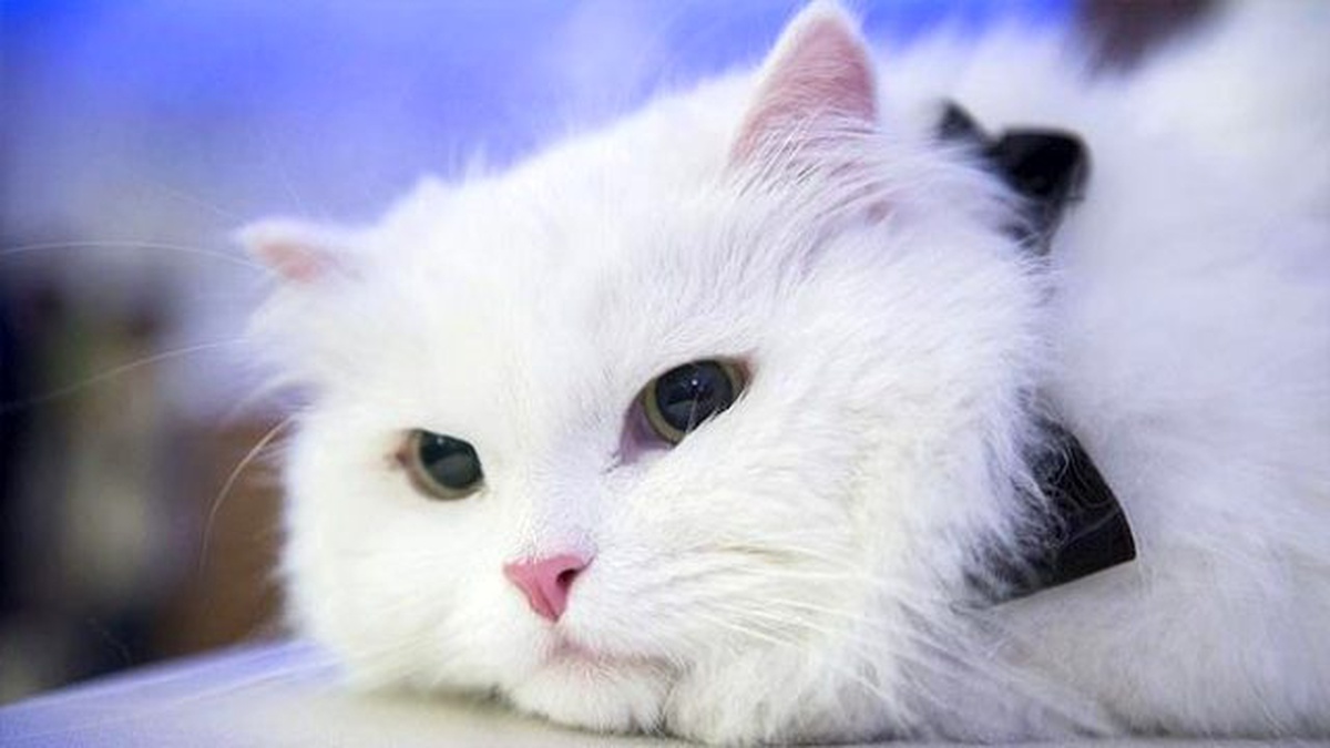 Brüksel\'de Kedi Yavrularına Çip Takılacak