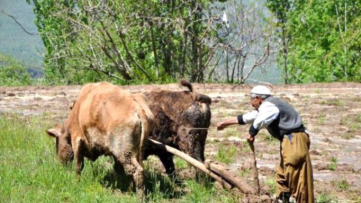 Çukurca\'da \'Kara Sabanlı\' Tarım