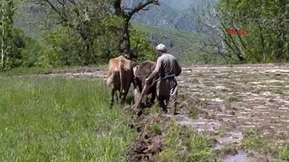 Çukurca\'da \'Kara Sabanlı\' Tarım