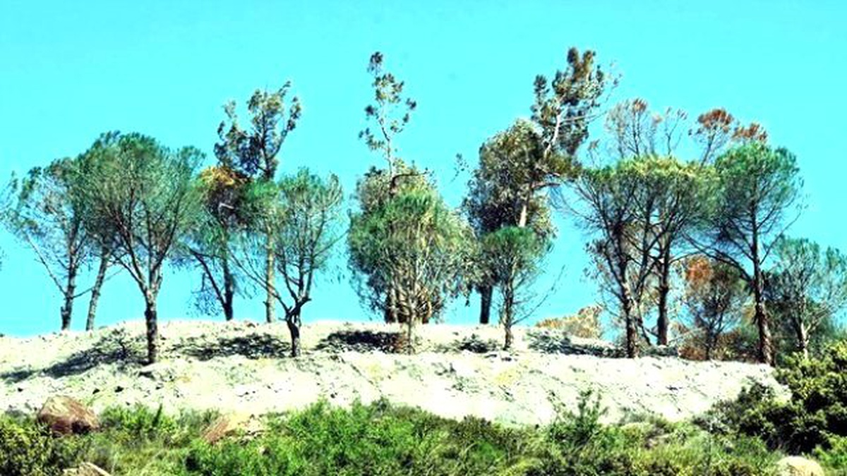 İnşaat Firması Kuruyan Ağaçları Önce Boyadı, Sonra Kesti