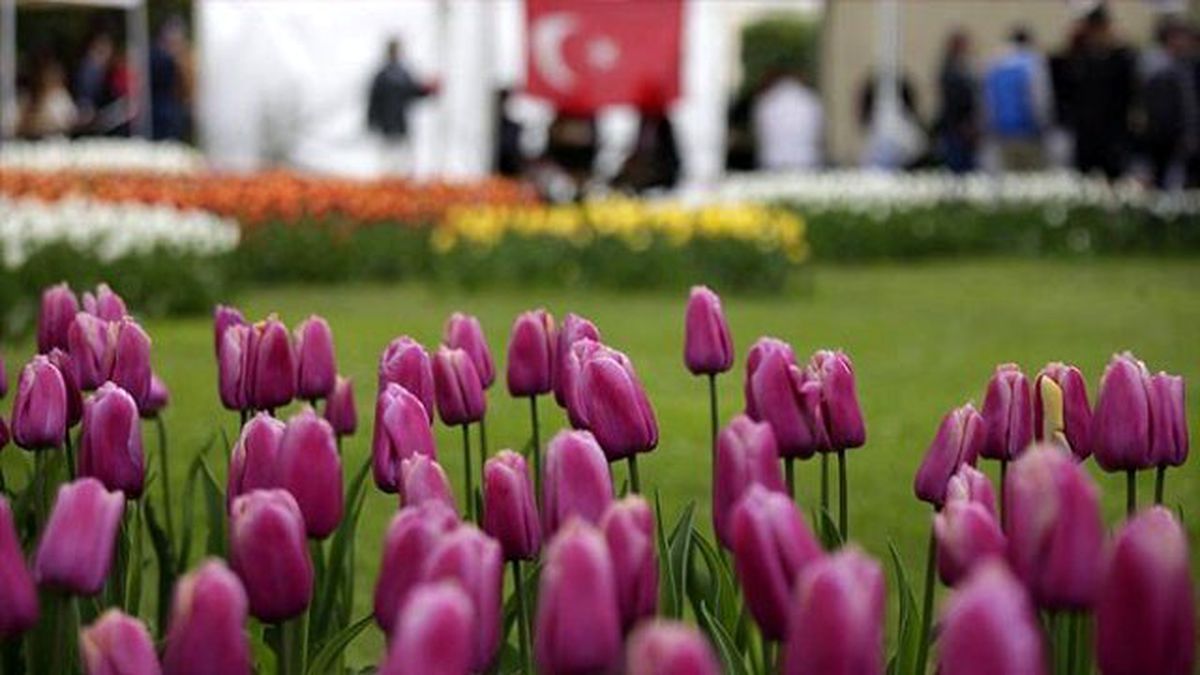 İsviçre\'yi Türk Laleleri Süsledi