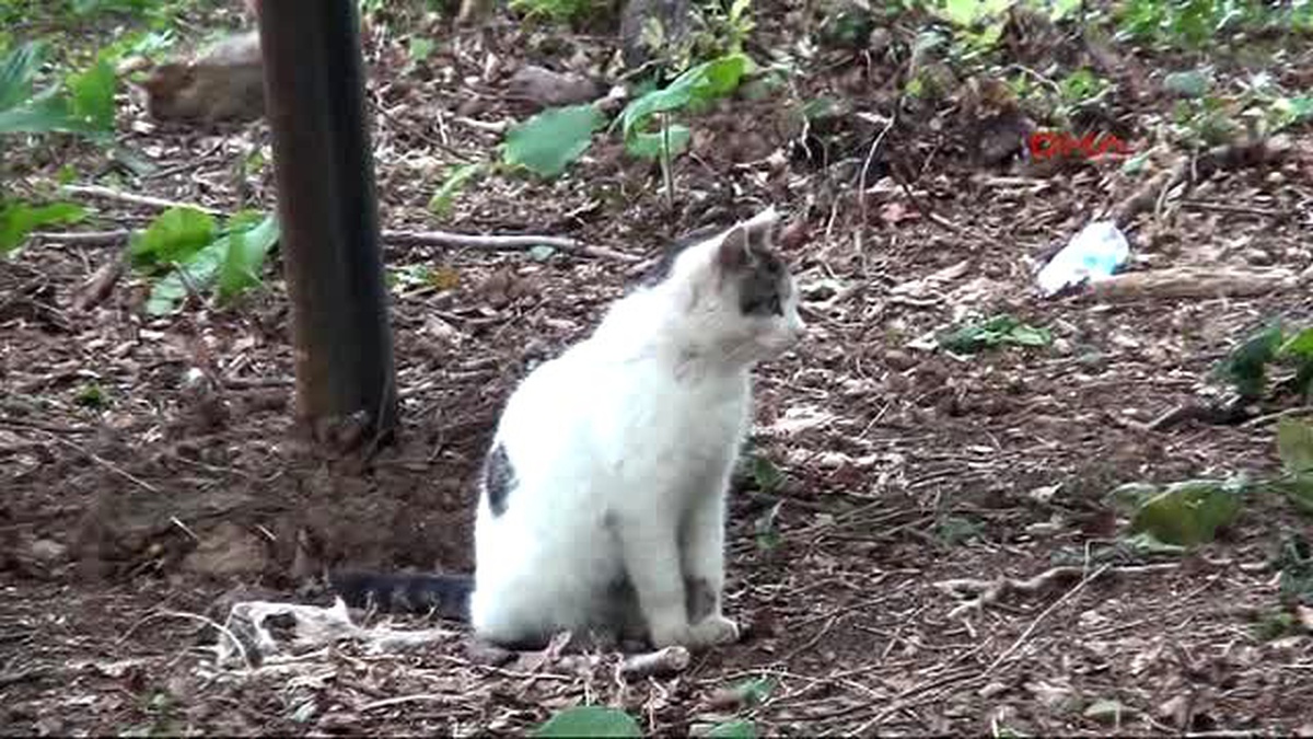 Samsun\'da Sokak Kedilerine 5 Yıldızlı \'Kedi Kasabası\'