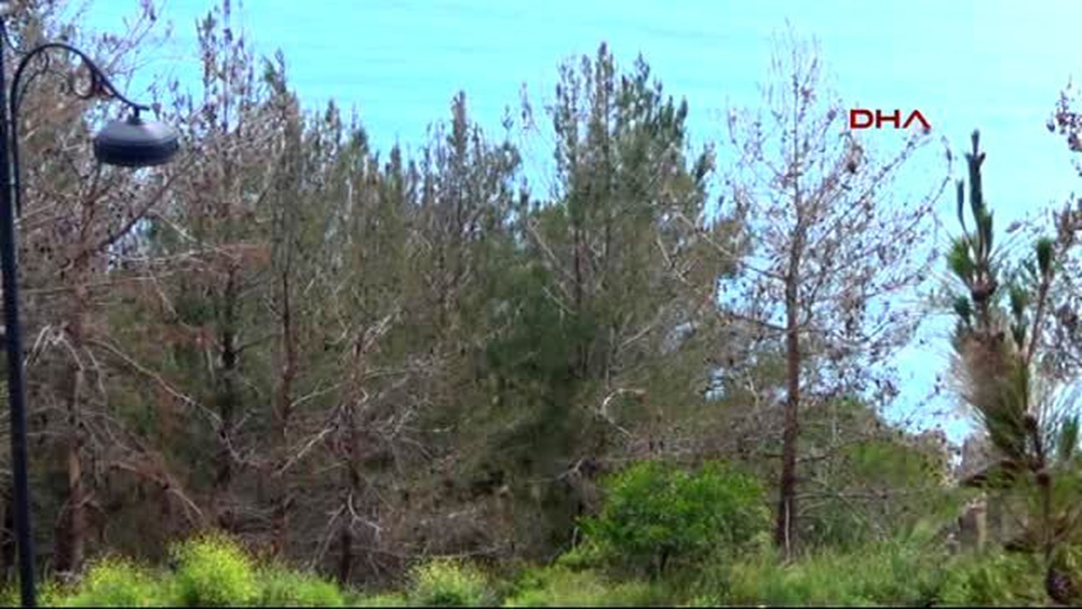 Alanya Kalesi\'nde Ağaçlar Kurudu