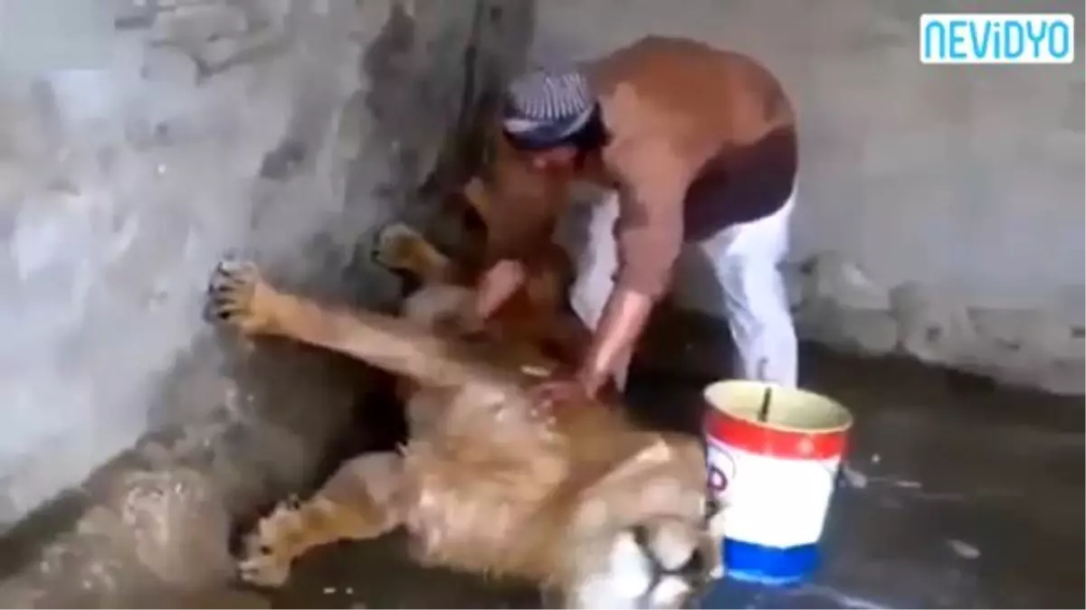 Aslanın Banyo Keyfi