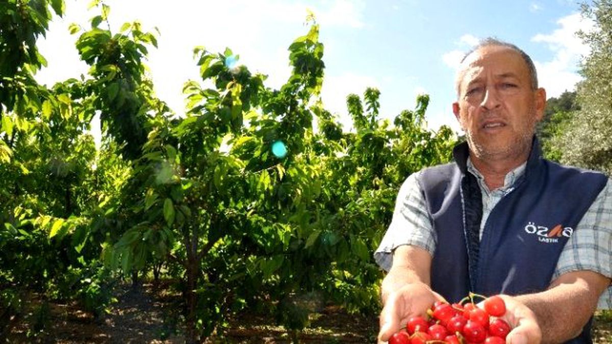 Avrupa Ülkelerinin Beklediği Kirazlara Son Bir Hafta