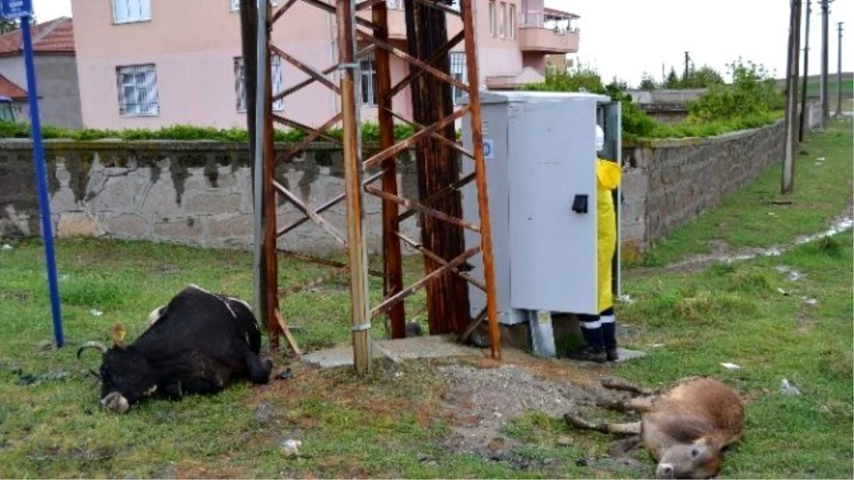 Elektrik Akımına Kapılan Hayvanlar Telef Oldu