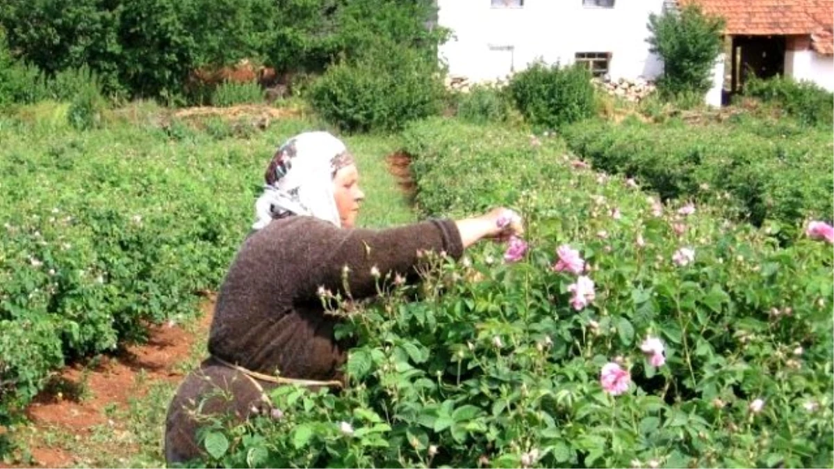 Gülde 8 Bin Ton Rekolte Beklentisi