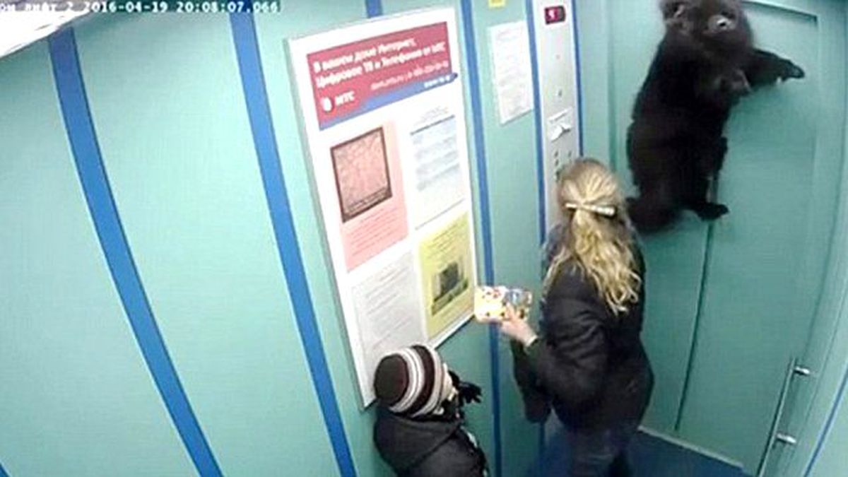 Köpek Asansör Kabininde Asılı Kaldı