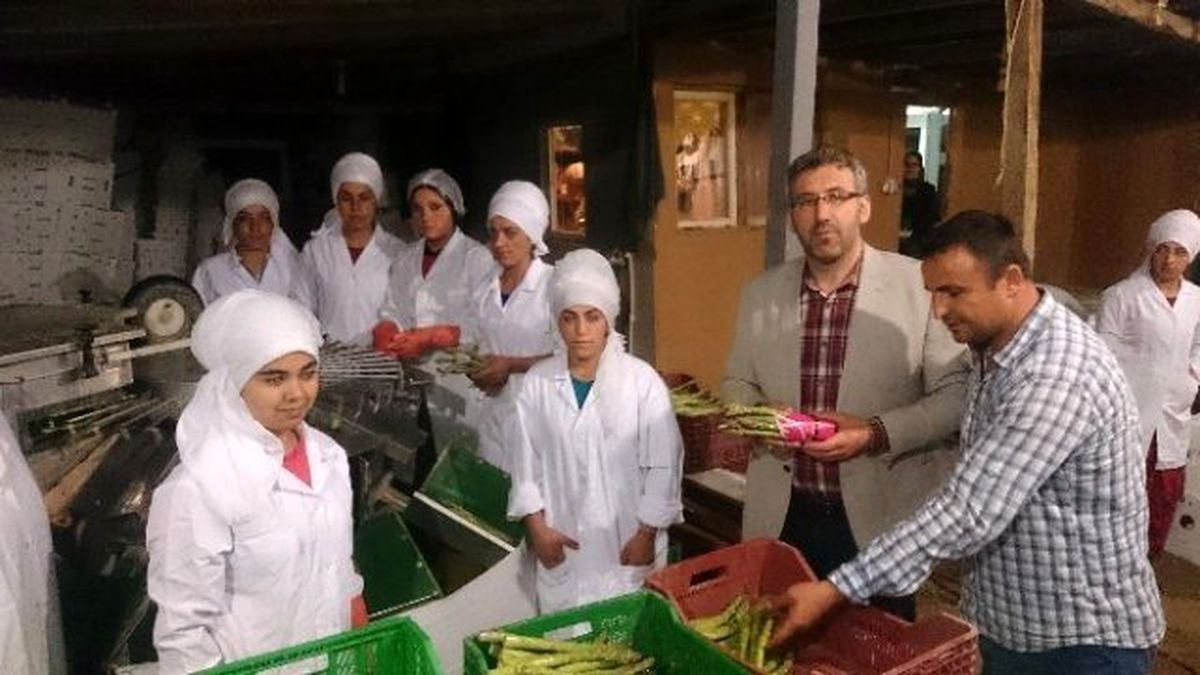 Sarıcaya'dan İlk Kuşkonmaz İhracatını Hollanda'ya Yapıldı