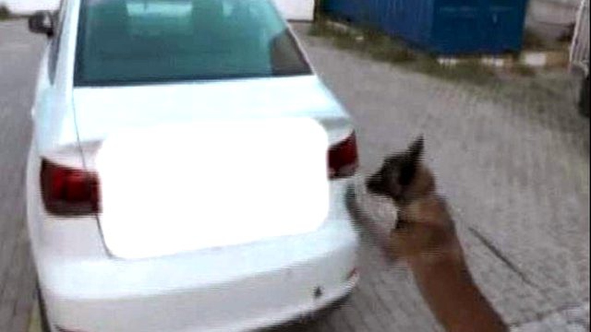 Tampona Gizlenen 12 Kilo Esrarı Narkotik Köpeği Buldu