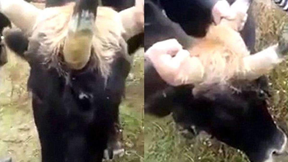 Üç Boynuzlu İnek Görenleri Şaşırtıyor