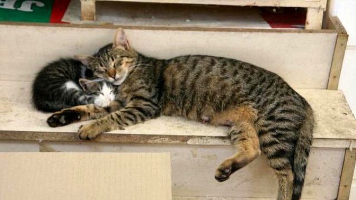 Sevimli Kediler Tarihi Çarşıda Uyudu, Vatandaşlar Telefonlara Sarıldı