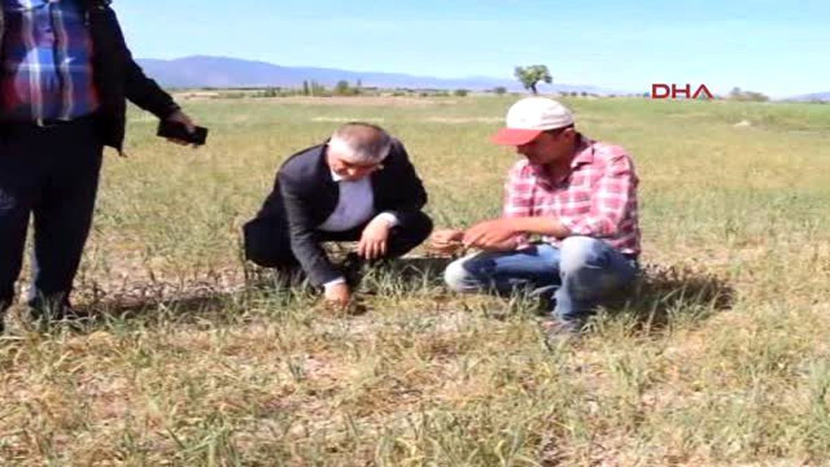 Burdur'da Sulama Yaptırılmayınca Arpa ve Buğday Tarlalarının Yarısı Kurudu