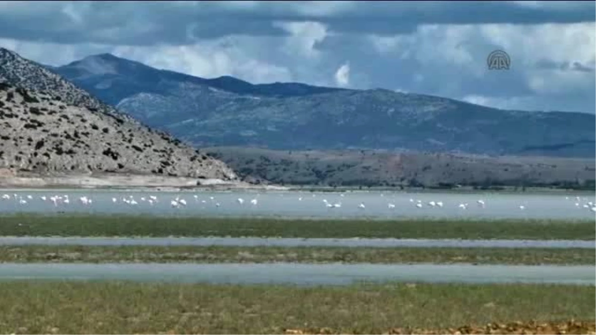 Çorak Göl\'deki Flamingolar Ziyaretçilerini Bekliyor - Burdur