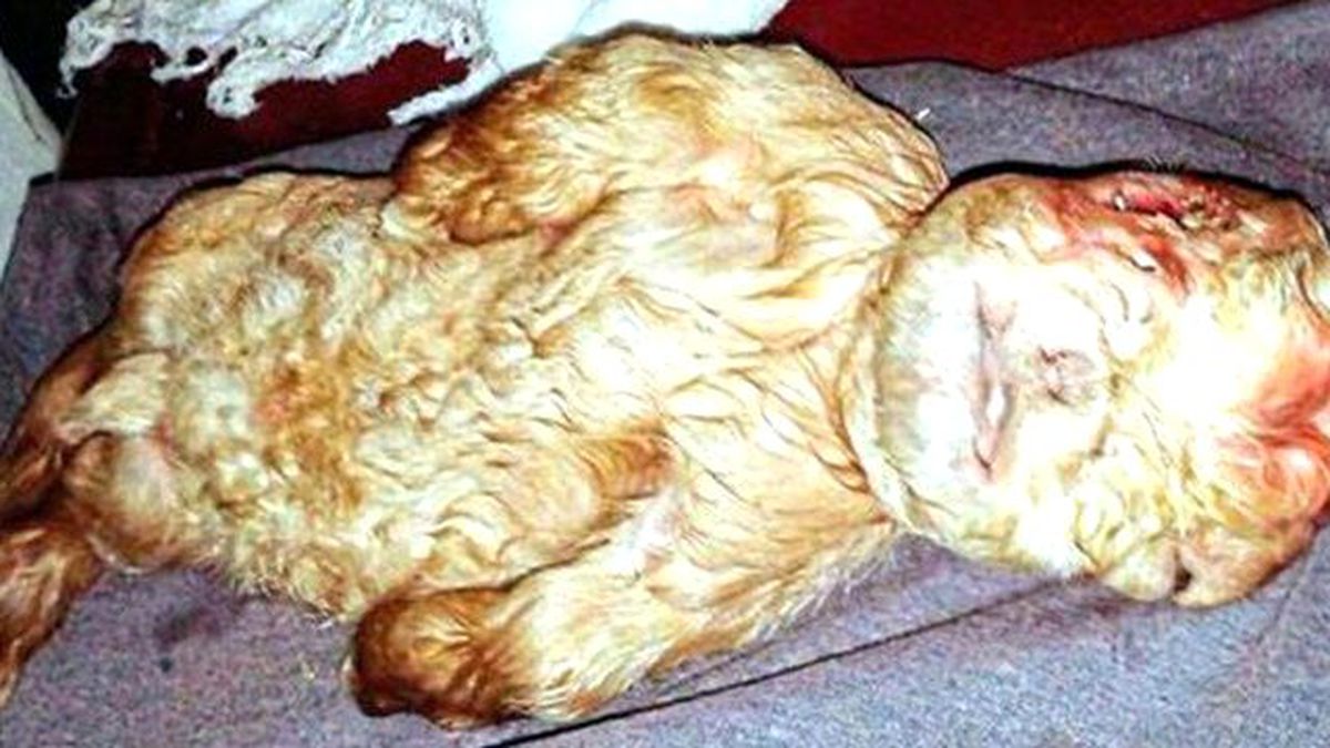 İnsan Suretinde Doğan Oğlak Görenleri Şoke Etti