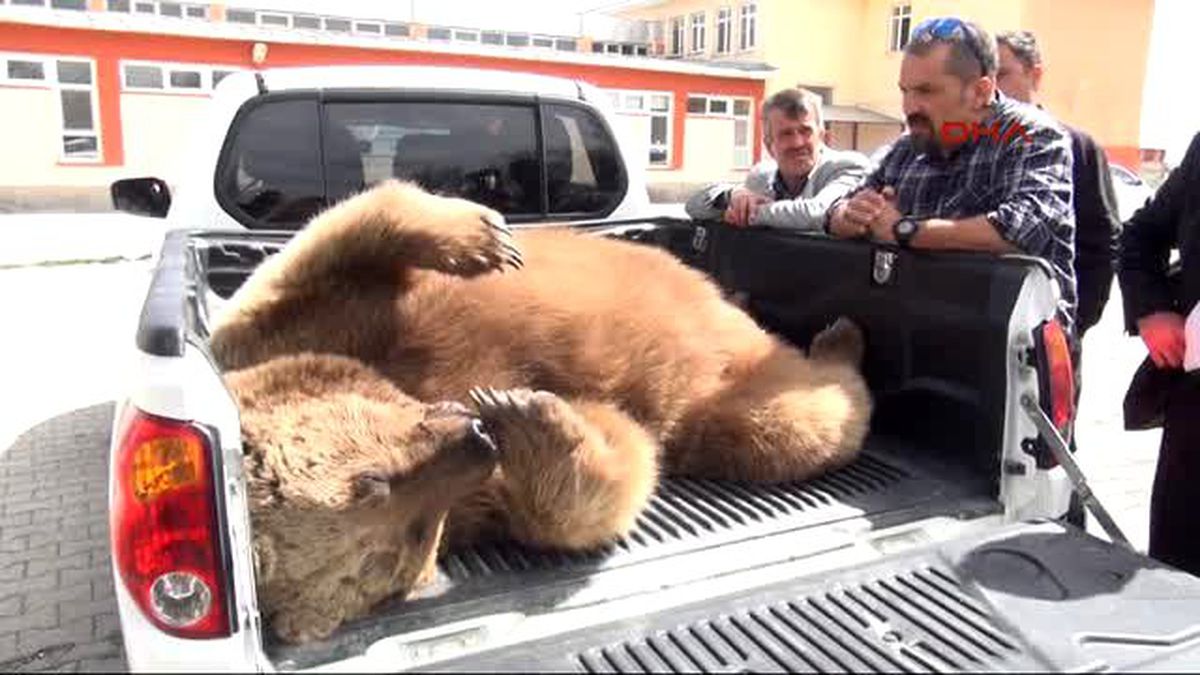 Yiyecek Arayan 230 Kiloluk Boz Ayı Canından Oldu