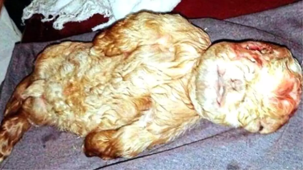 Köylüler Şokta! Keçi Yavrusu mu İnsan Yavrusu Mu?