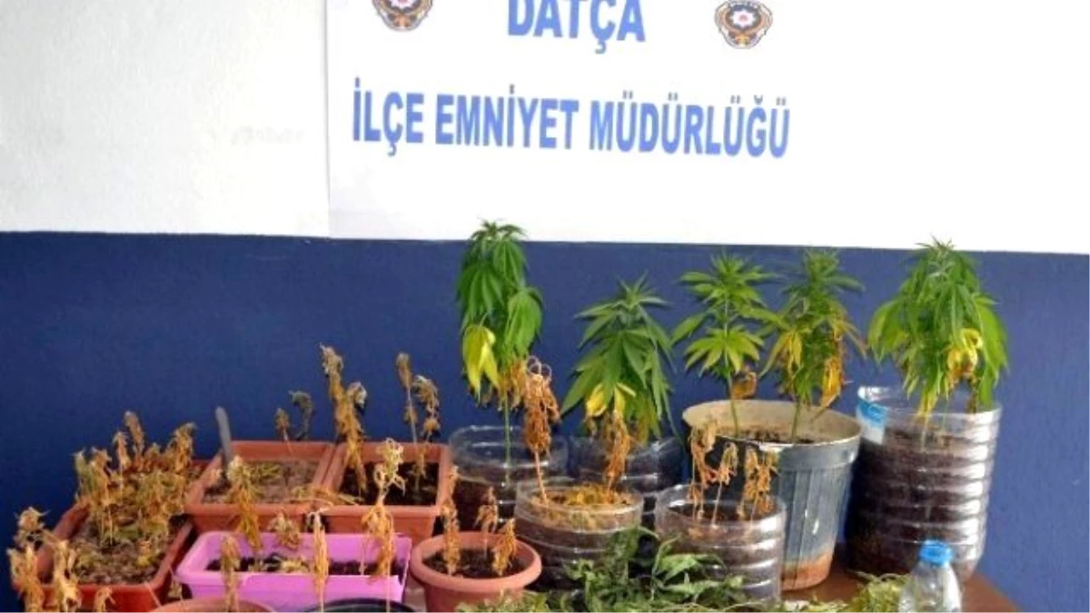 Muğla, Marmaris ve Datça Polisinden Ortak Uyuşturucu Operasyonu