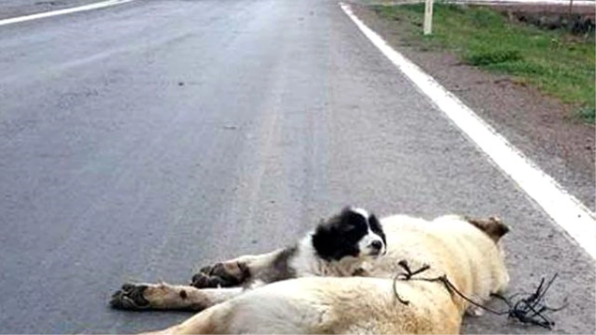 Telef Olan Köpeğin Yavrusu Yürek Sızlattı