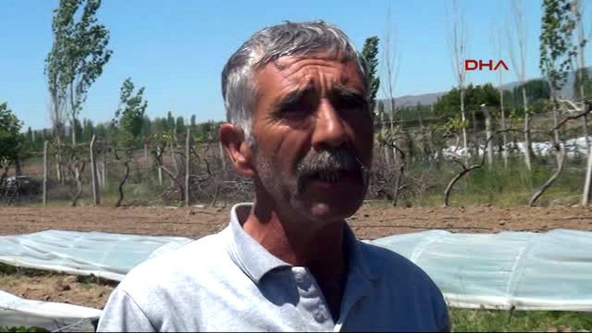 Niğde İnat Uğruna Çilek Üretti