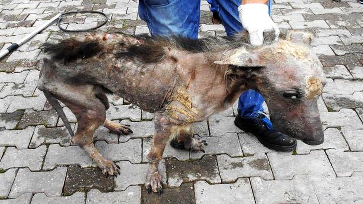 "Yaşamaz" Denilen Köpeğin Değişimi Görenleri Şaşırtıyor