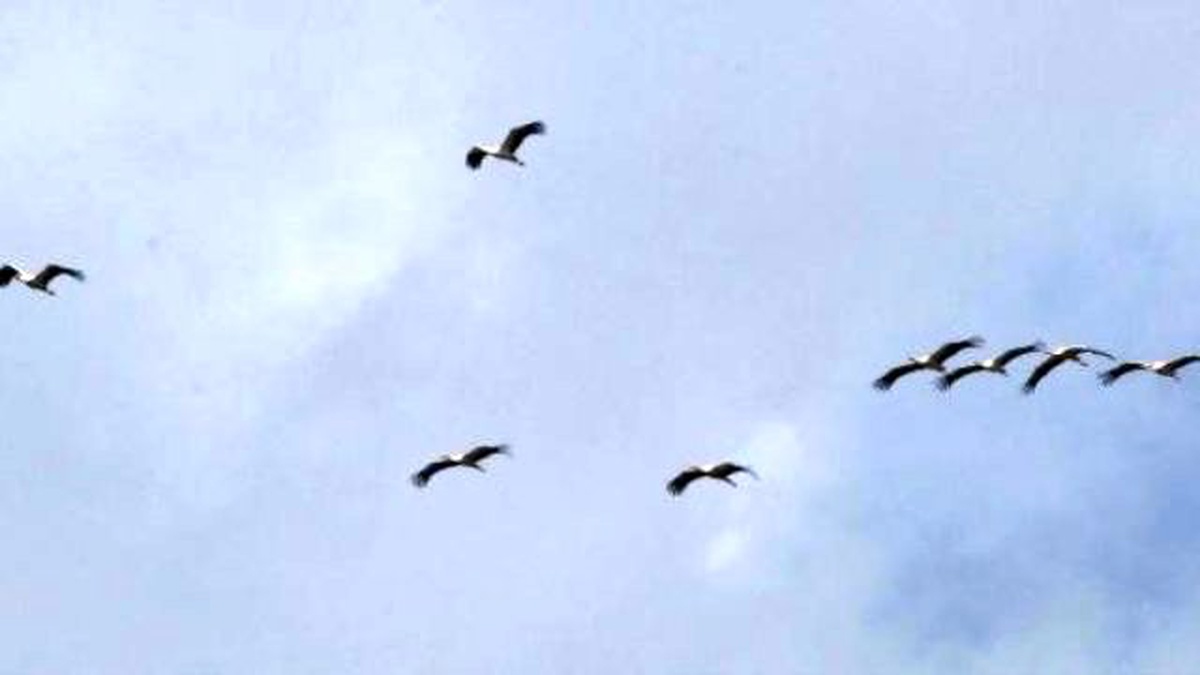 Yeniden) - Sıcak Havanın Habercisi Leyleklerin Göçü Devam Ediyor