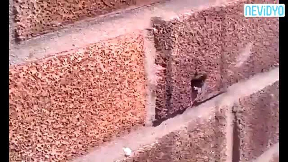 Bir Arı Bu Kadar Güçlü Olabilir Mi?