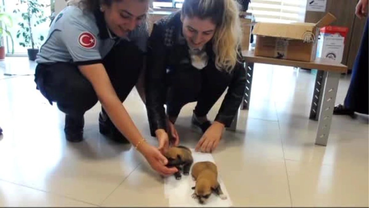 Yavru Köpeklere Zabıta Sahip Çıktı