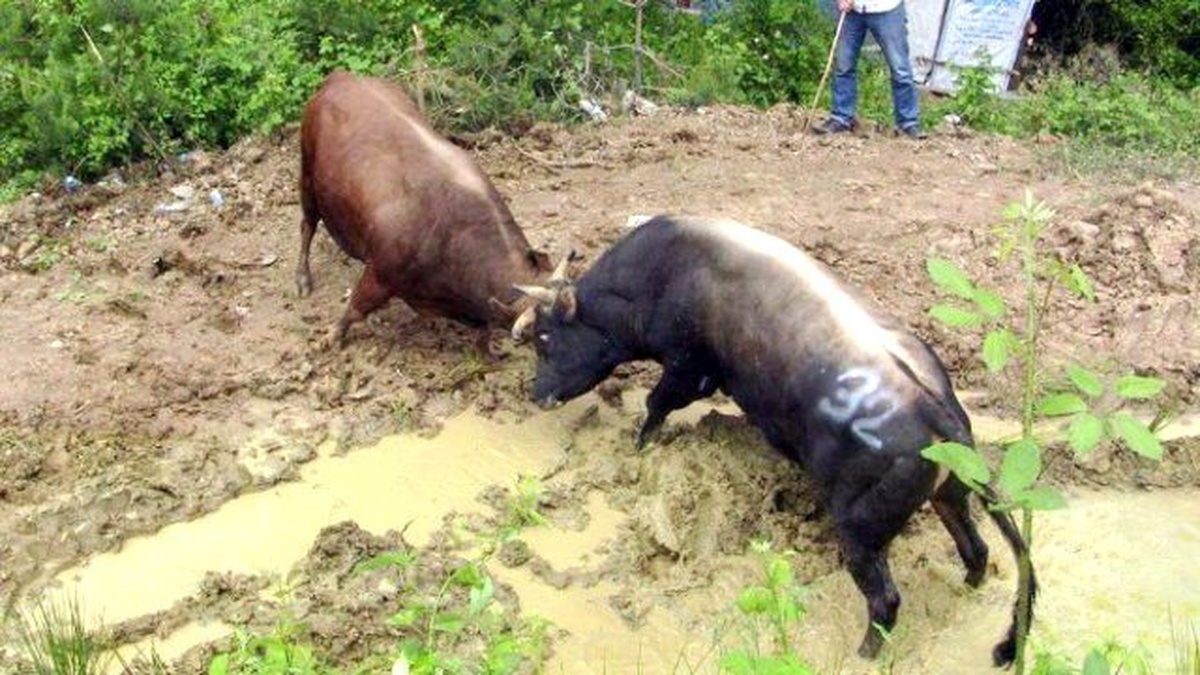 Artvin\'de Boğa Güreşleri Nefes Kesti