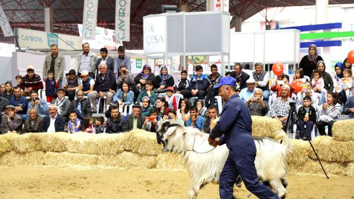 Güzeller görücüye çıktı