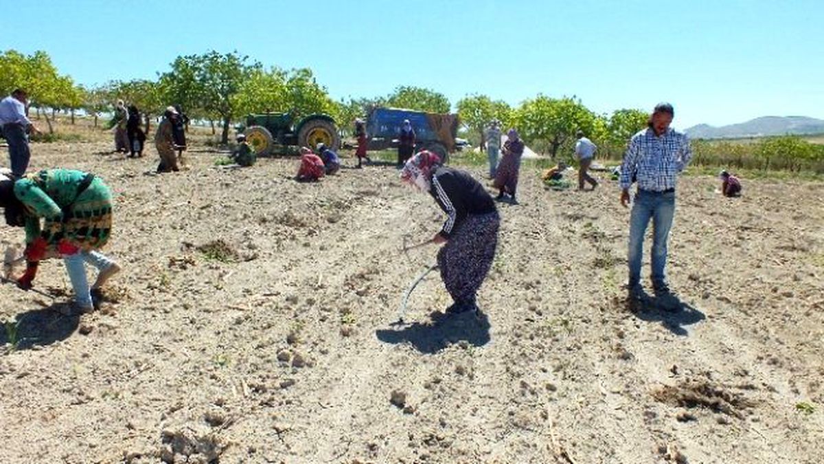 Şanlıurfa\'da Karpuz Ekimi Başladı