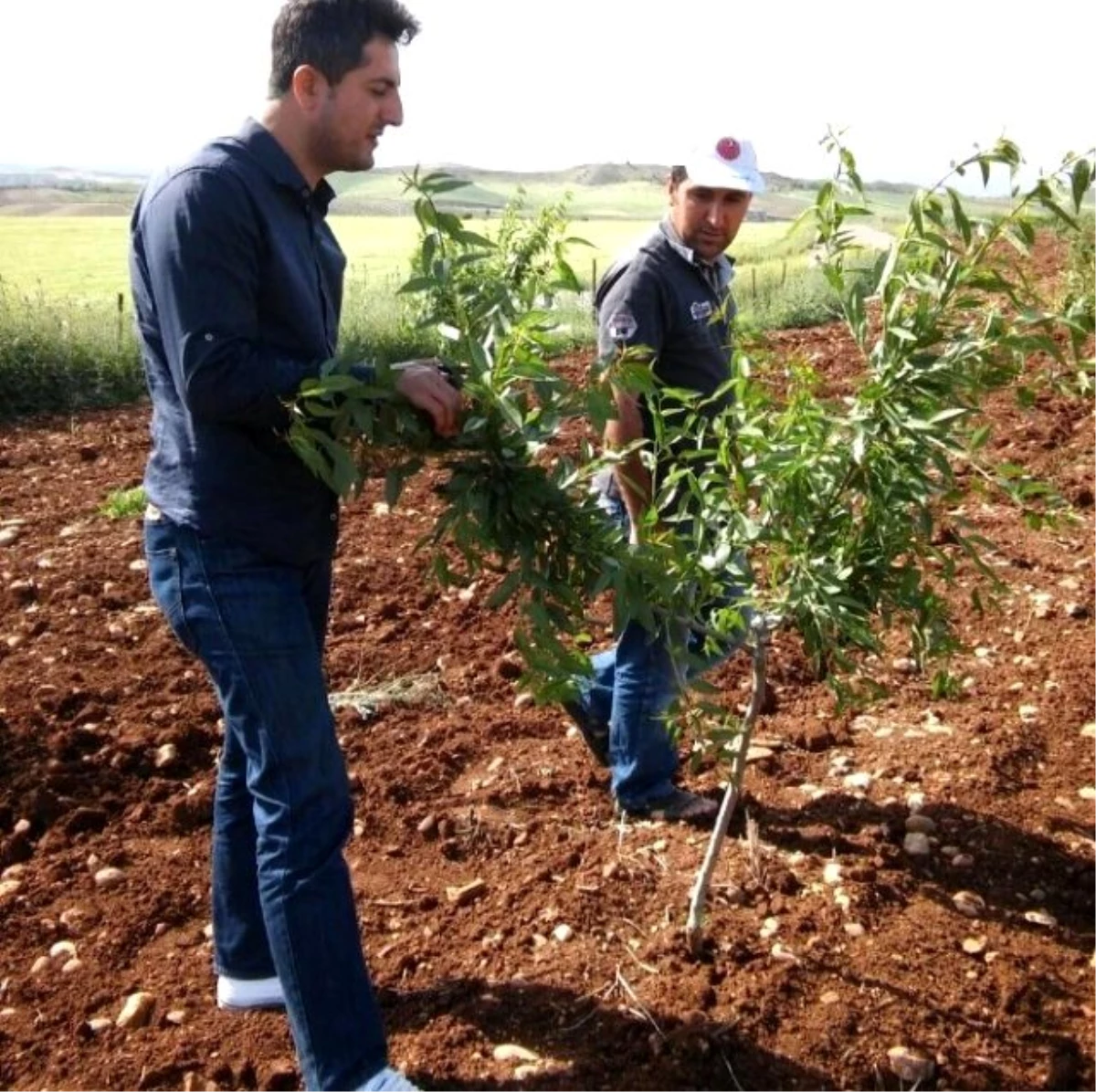 Tyd Birimi Badem Bahçelerini Kontrol Ediyor