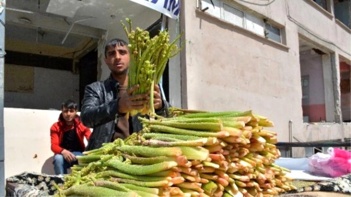 Yayla Muzu Tatvan\'da Tezgahlardaki Yerini Aldı