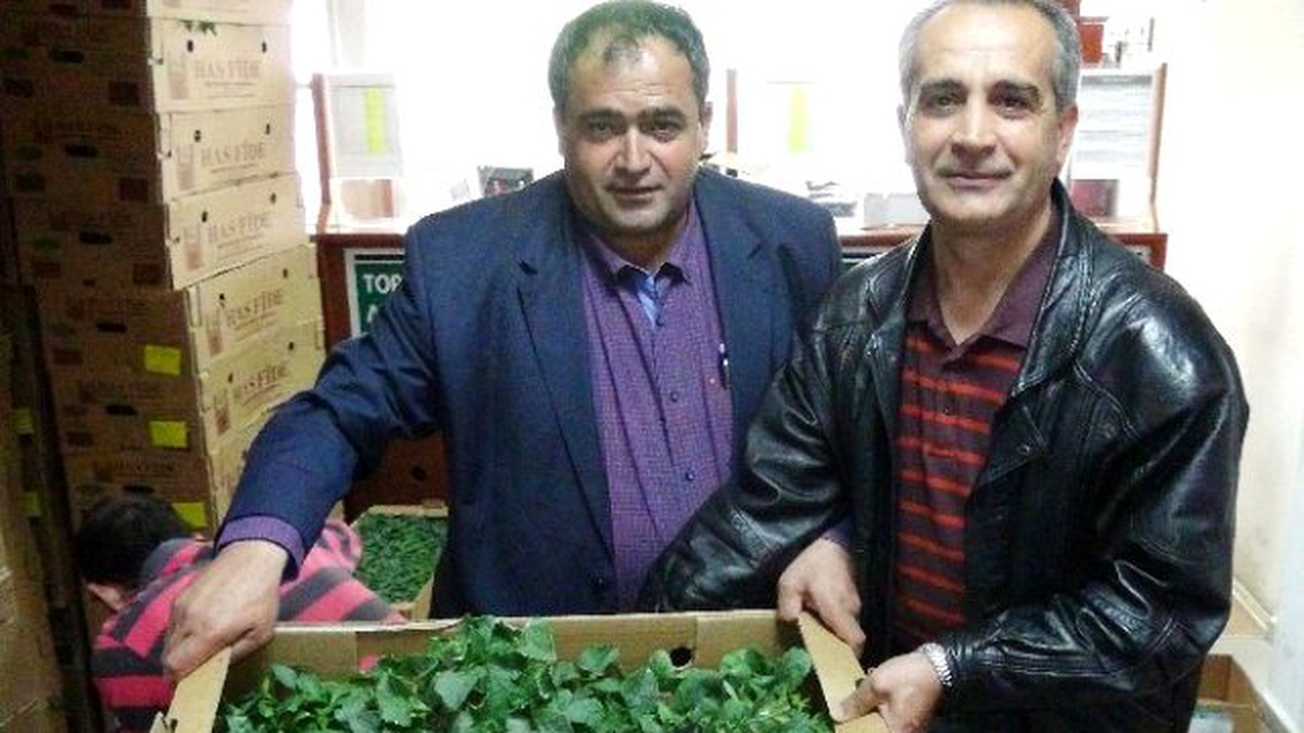 Ziraat Odası\'ndan Çiftçilere 500 Bin Fide Dağıtımı