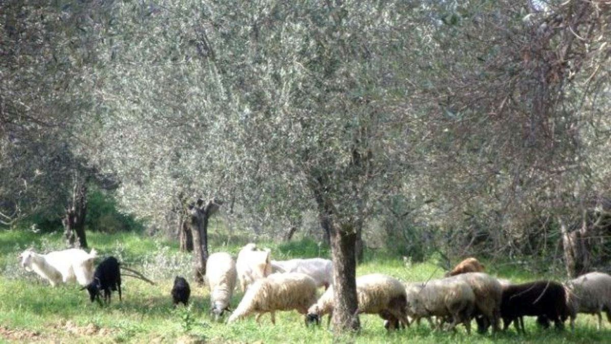 Çiftçi Malları Koruma Başkanlığı Zararcı Çobanların Peşinde
